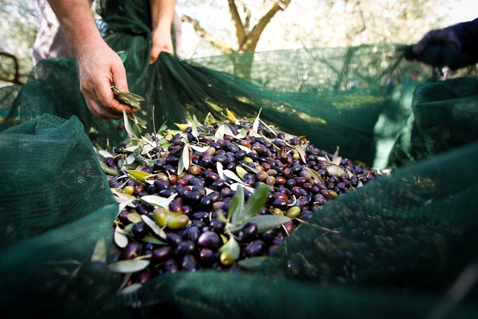 Récolte d'olives noires Grossane